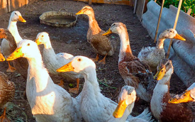 Influenza aviaire : mesures de prévention